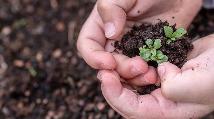 barnhand håller i en liten planta i jord