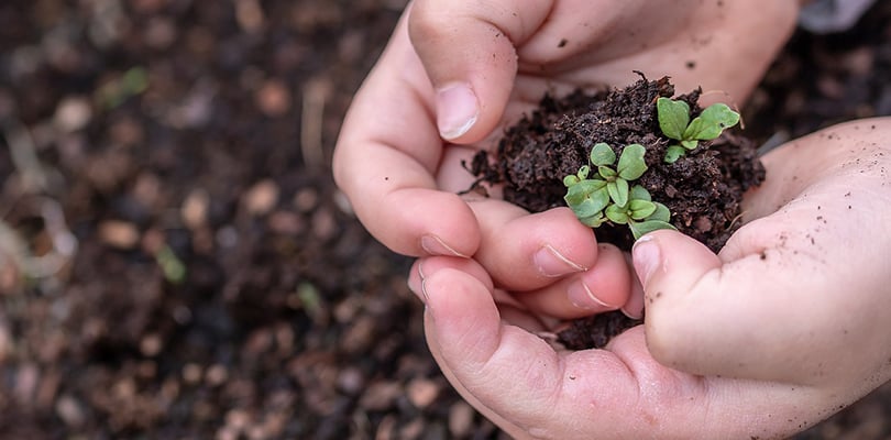 barnhand håller i en liten planta i jord