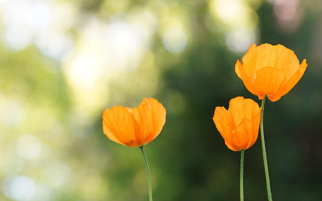 tre orangea blommor