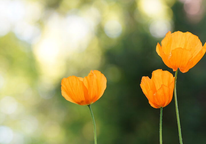 tre orangea blommor
